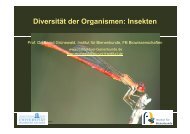 Diversität der Organismen: Insekten - Institut für Bienenkunde