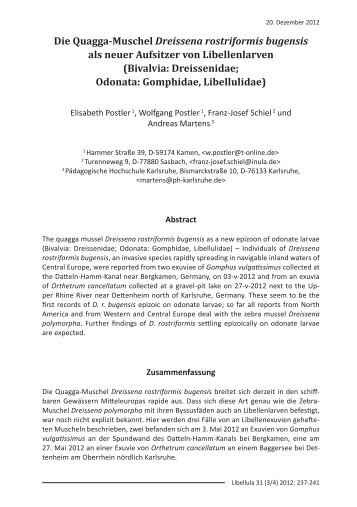 Die Quagga-Muschel Dreissena rostriformis bugensis als ... - INULA