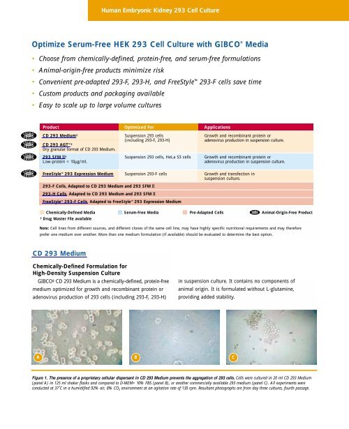 Optimize Serum-Free HEK 293 Cell Culture with GIBCO ... - Invitrogen