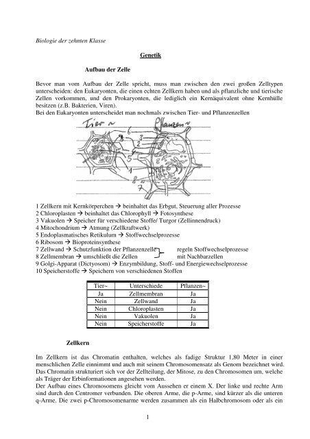1 Biologie Der Zehnten Klasse Genetik Aufbau Der Zelle Bevor Man