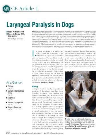 Laryngeal Paralysis in Dogs - VetLearn.com