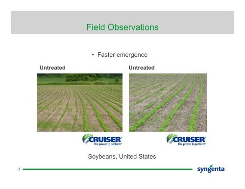 Cruiser®: Exploring the Thiamethoxam Vigor™ Effect - Syngenta