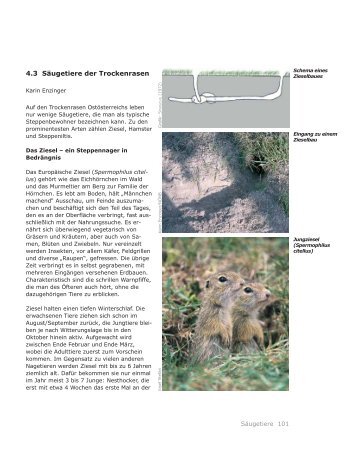 4.3 Säugetiere der Trockenrasen - pannonische Steppen- und ...
