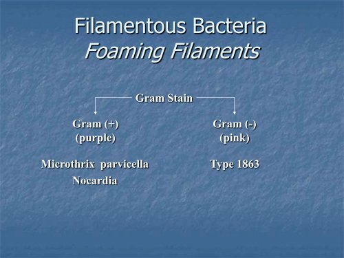 Identification and Control of Filamentous Bacteria