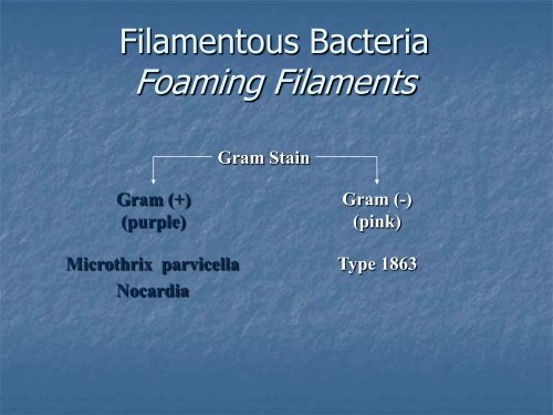 Identification and Control of Filamentous Bacteria