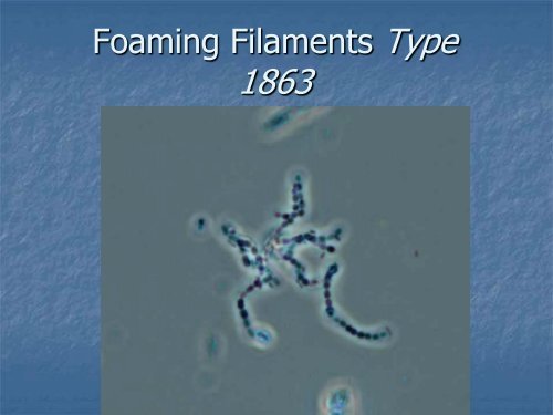 Identification and Control of Filamentous Bacteria