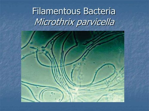 Identification and Control of Filamentous Bacteria