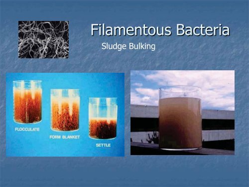 Identification and Control of Filamentous Bacteria