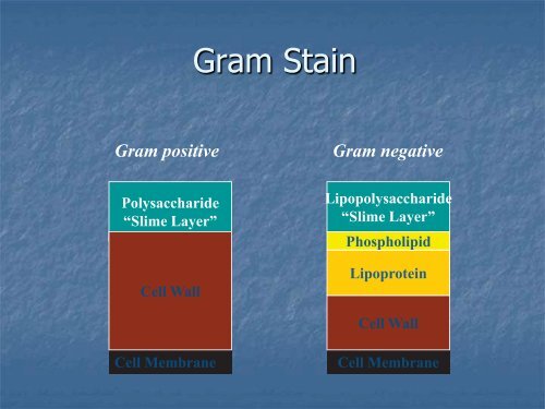 Identification and Control of Filamentous Bacteria