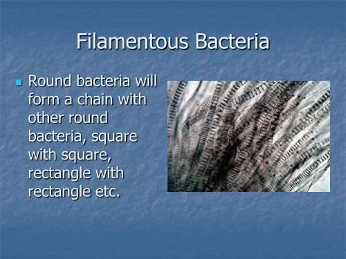 Identification and Control of Filamentous Bacteria