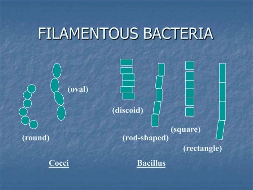 Identification and Control of Filamentous Bacteria