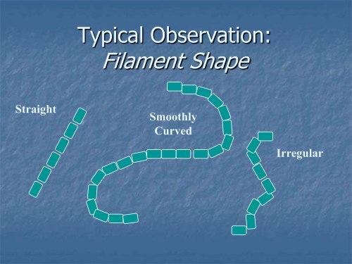 Identification and Control of Filamentous Bacteria