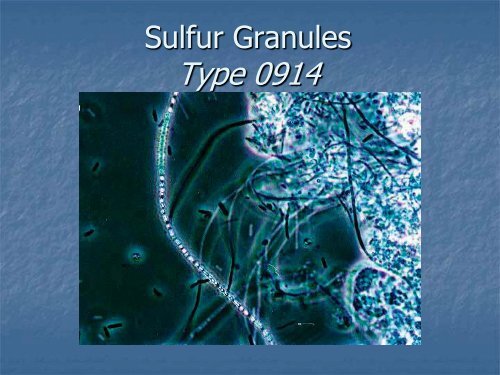 Identification and Control of Filamentous Bacteria