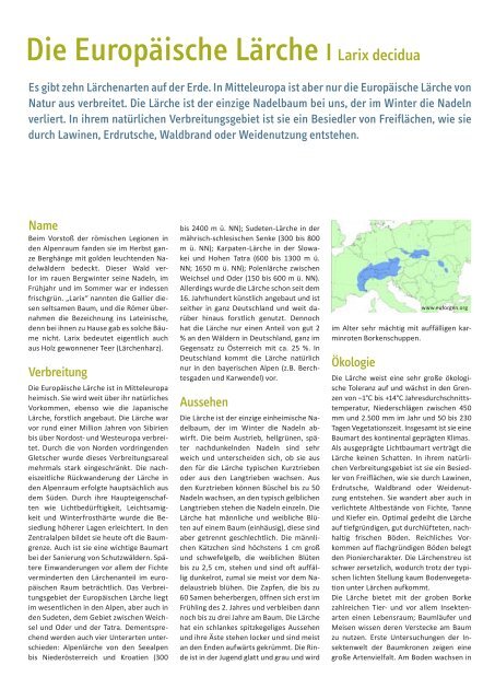 Die Europäische Lärche - Schutzgemeinschaft Deutscher Wald