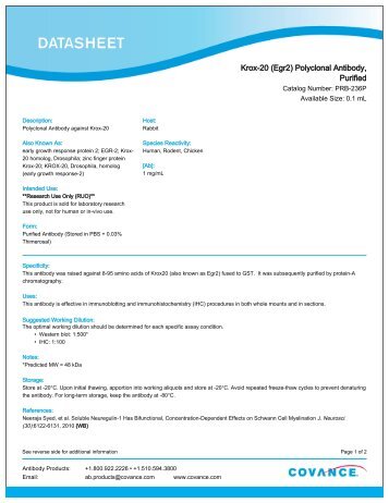 Krox-20 (Egr2) Polyclonal Antibody, Purified
