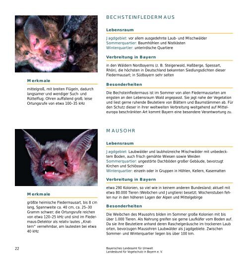 Fledermäuse - Lebensweise, Arten und Schutz - Bund Naturschutz ...