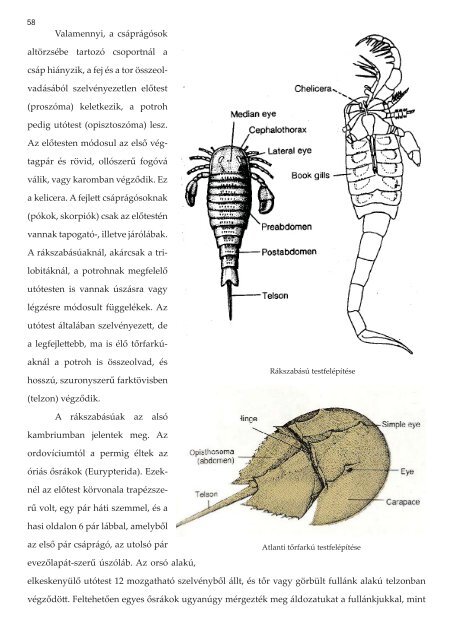 Paleontológia jegyzet - Gekko