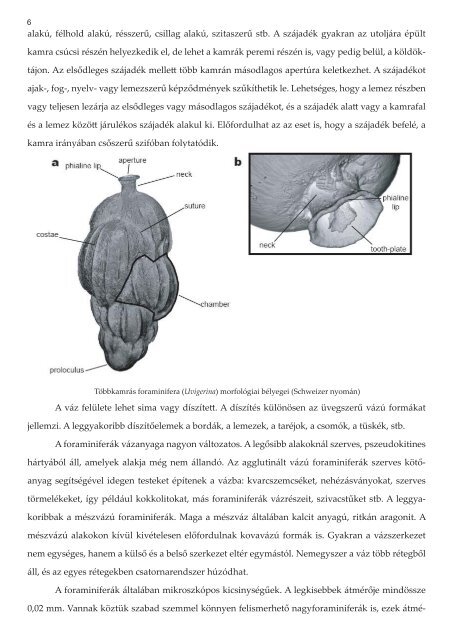 Paleontológia jegyzet - Gekko