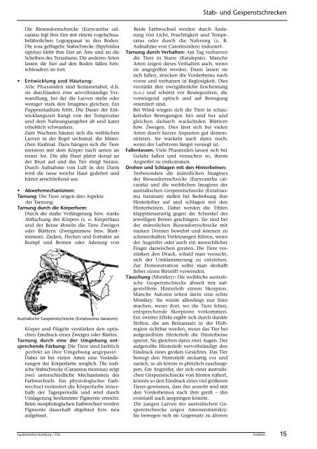 Insekten beobachten, analysieren und schlussfolgern