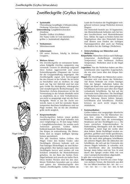 Insekten beobachten, analysieren und schlussfolgern