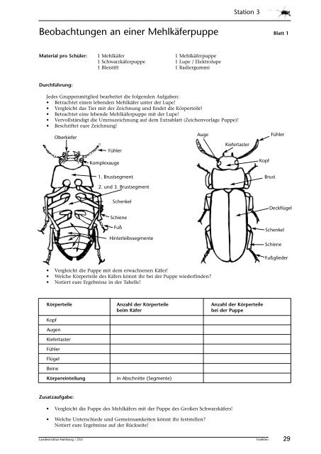 Insekten beobachten, analysieren und schlussfolgern