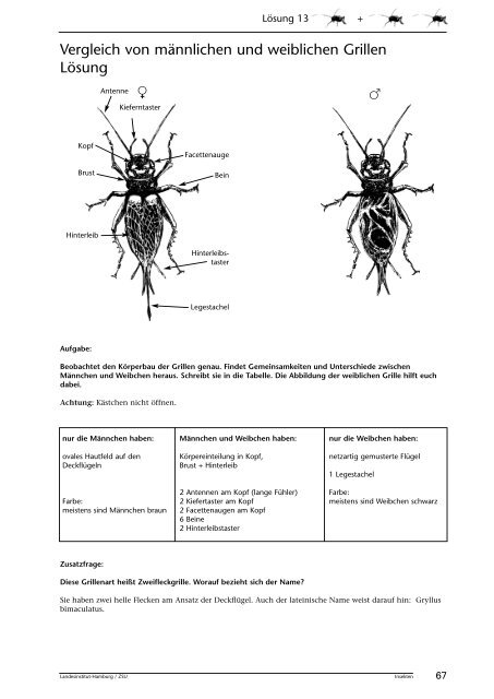 Insekten beobachten, analysieren und schlussfolgern