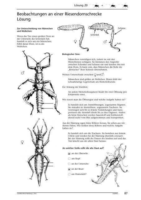 Insekten beobachten, analysieren und schlussfolgern