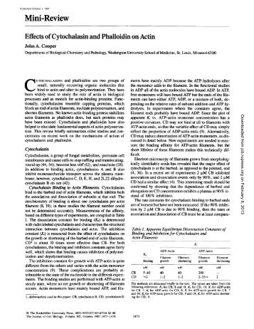 Effects of cytochalasin and phalloidin on actin.