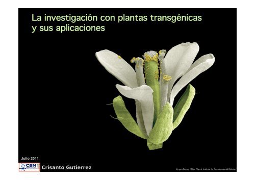 La investigación con plantas transgénicas