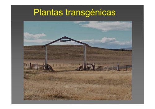 La investigación con plantas transgénicas