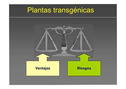 La investigación con plantas transgénicas