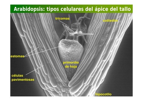 La investigación con plantas transgénicas