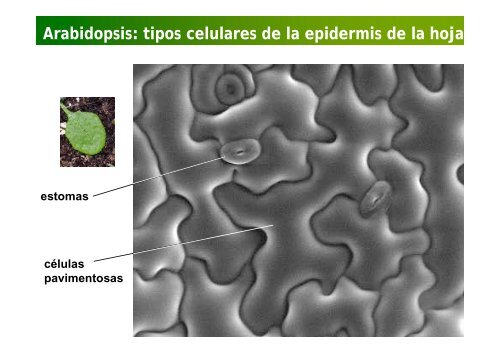 La investigación con plantas transgénicas