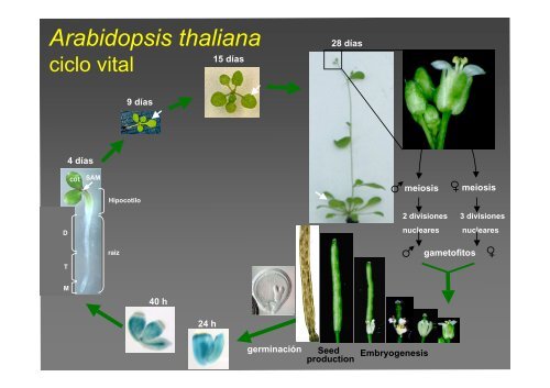 La investigación con plantas transgénicas