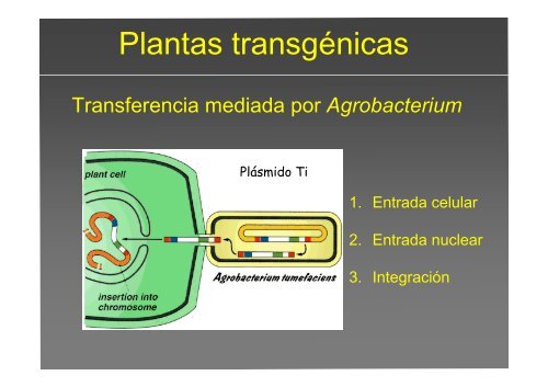 La investigación con plantas transgénicas