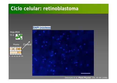 La investigación con plantas transgénicas