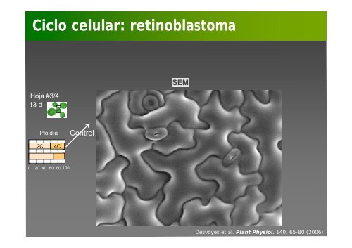 La investigación con plantas transgénicas