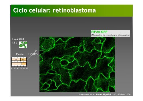 La investigación con plantas transgénicas