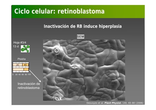 La investigación con plantas transgénicas