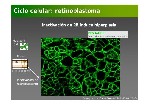 La investigación con plantas transgénicas