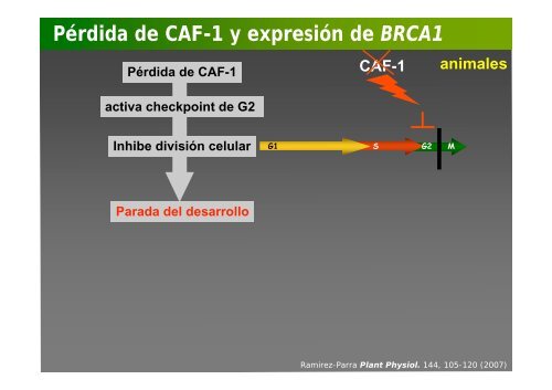 La investigación con plantas transgénicas