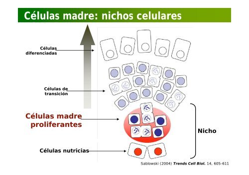 La investigación con plantas transgénicas