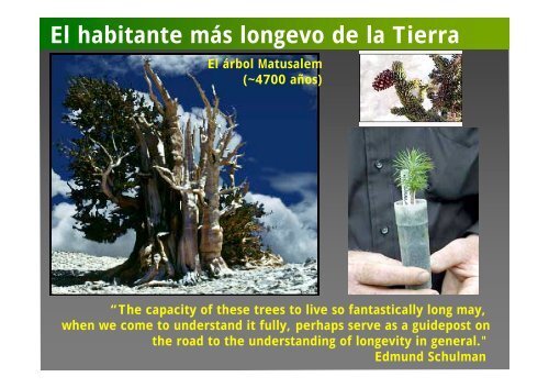 La investigación con plantas transgénicas