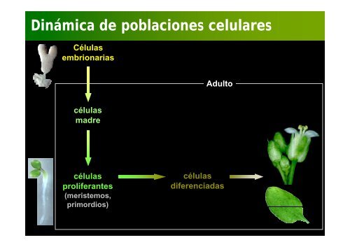 La investigación con plantas transgénicas