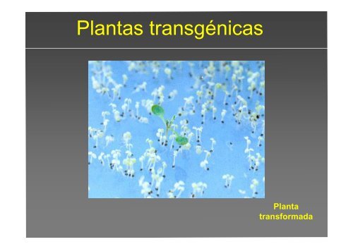 La investigación con plantas transgénicas