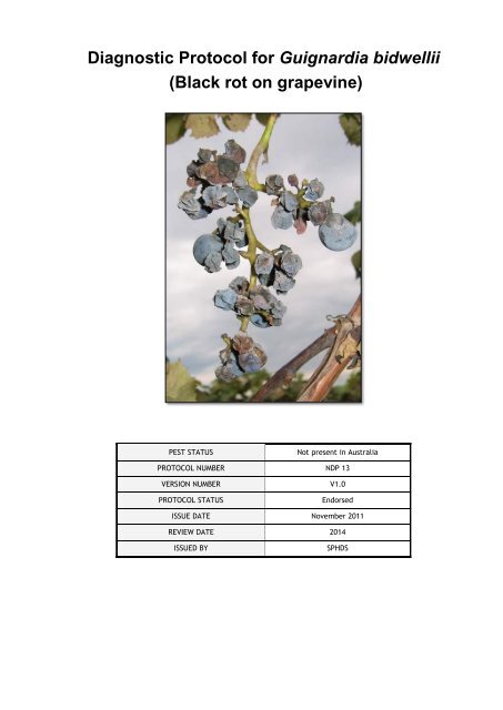 Diagnostic Protocol for Guignardia bidwellii (Black rot on