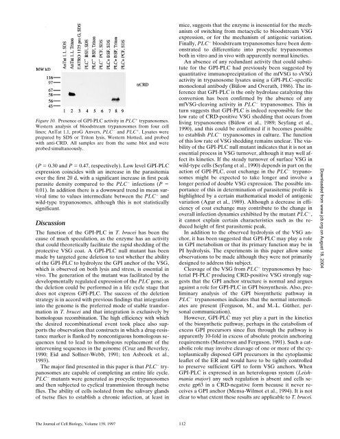 The GPI-Phospholipase C of Trypanosoma brucei Is Nonessential ...