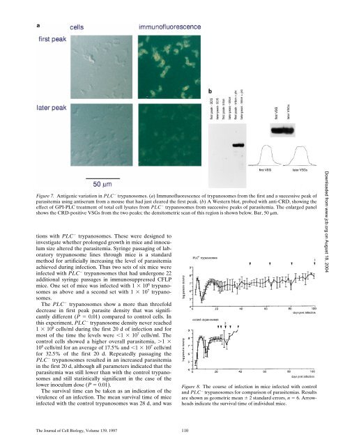 The GPI-Phospholipase C of Trypanosoma brucei Is Nonessential ...