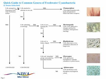 Cyanobacteria (blue-green algae) - NIWA