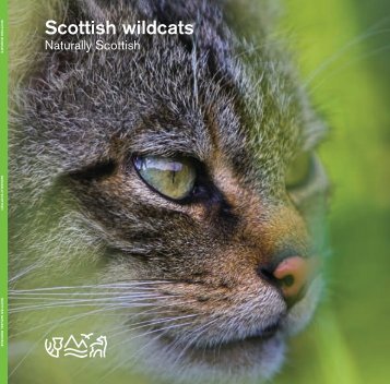 Scottish wildcats - Scottish Natural Heritage